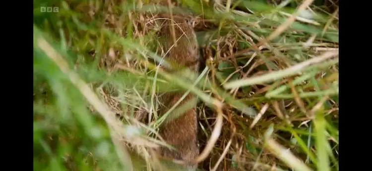 Short-tailed field vole (Microtus agrestis) as shown in Wild Isles - Grasslands